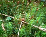 
                                                    img-KATEGORIE PŘÍRODA - LISTY A TRÁVA-3
                        