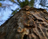 
                                                    img-KATEGORIE KŮRA-6
                        