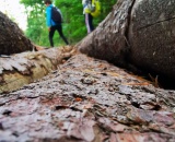 
                                                    img-KATEGORIE KŮRA-3
                        