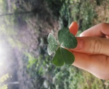 
                                                    img-KATEGORIE PŘÍRODA - LISTY A TRÁVA-8
                        