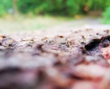 
                                                    img-KATEGORIE KŮRA-5
                        