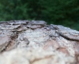 
                                                    img-KATEGORIE KŮRA-4
                        