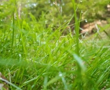 
                                                    img-KATEGORIE PŘÍRODA - LISTY A TRÁVA-6
                        