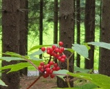 
                                                    img-Květňákové objektivy a prázdniny 2021-2
                        