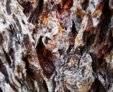 
                                                    img-KATEGORIE KŮRA-2
                        