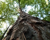 
                                                    img-KATEGORIE KŮRA-1
                        