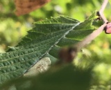 
                                                    img-KATEGORIE PŘÍRODA - LISTY A TRÁVA-10
                        