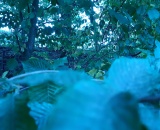 
                                                    img-KATEGORIE PŘÍRODA - LISTY A TRÁVA-1
                        