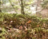 
                                                    img-KATEGORIE PŘÍRODA - LISTY A TRÁVA-4
                        