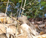 
                                                    img-KATEGORIE PŘÍRODA - LISTY A TRÁVA-2
                        