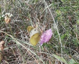 
                                                    img-KATEGORIE ZVÍŘE-4
                        