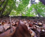 
                                                    img-KATEGORIE PŘÍRODA - LISTY A TRÁVA-9
                        