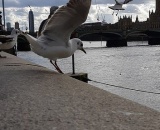 
                                                    img-Anglie 13.3. - 18.3.2019 - info-24
                        