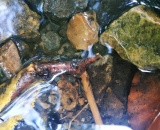 
                                                    img-KATEGORIE ZVÍŘE-3
                        