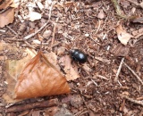 
                                                    img-KATEGORIE ZVÍŘE-1
                        