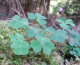 
                                                    img-KATEGORIE PŘÍRODA - LISTY A TRÁVA-7
                        